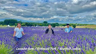 Visit Lavender farm  Richmond park amp Westfield london 2024 [upl. by Aaronson]