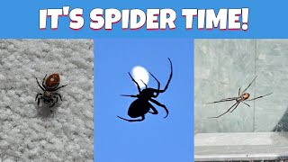 Its Spider Time [upl. by Binnings]