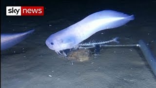 New species of snailfish discovered [upl. by Kenaz]