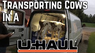 Cows in a VAN [upl. by Ettennod]