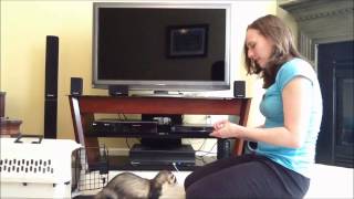 Training a Recall Teaching your ferret to come when called [upl. by Jaynes]