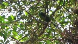 ENDEMIC Santa Marta Toucanet  Sierra Nevada de Santa martha [upl. by Gothart]