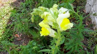 How to care for your Snapdragons when they start blooming 🌸🌸 [upl. by Eruot]