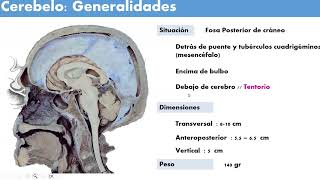 Anato  Neuroanatomía Cerebelo y Tronco encefálico  SOCIBASF [upl. by Herzberg]