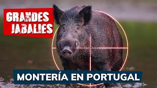 Jabalíes de grandes bocas en Portugal Una de las mejores monterías del año  Iberalia GO [upl. by Iliam]