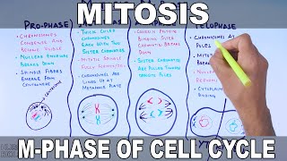 Mitosis  MPhase [upl. by Aiet]