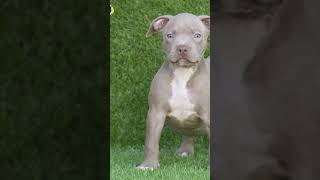 Power of transformation ☠🗿shorts dog doglover [upl. by Isadore]