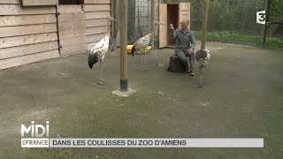 ANIMAUX  Pas de deux avec les grues de Mandchourie [upl. by Winn]