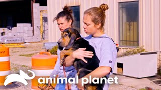 Tia Torres Rescues 8 Dogs From a Mississippi Shelter  Pit Bulls amp Parolees  Animal Planet [upl. by Nnaeirrac357]