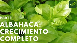 ALBAHACA Siembra Crecimiento y Cuidado Parte 1 [upl. by Rebel47]