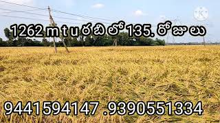 ajay vemurimtu1318nwepaddyvarietiesnwe paddy varieties mtu 1262 9441594147 9390551334 [upl. by Olrac]