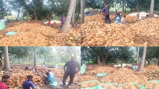 CoconutFull mature semi husked coconutWholesale suppliers7418177226Mandi in Krishnagiri TN [upl. by Esdnyl]