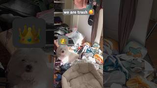 like Marie Kondo he loves mess 🥰adhd seniordog executivedysfunction adoptdontshop comedy [upl. by Asp359]