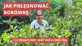 Jak uprawiać borówkę amerykańską stanowisko wymagania cięcie [upl. by Meagher389]