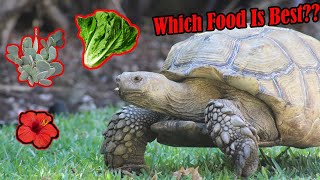 What to Feed Sulcata Tortoises [upl. by Shoshanna]