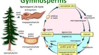 Gymnosperm Notes [upl. by Eikcaj824]