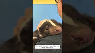 This family rescued a lost skunk and raised it with love animalshorts shortvideo [upl. by Noek741]