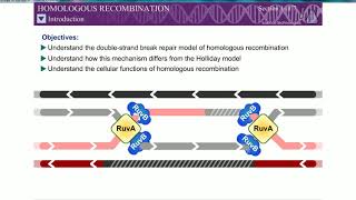 Homologous Recombination Rec BCD Pathway Double strand break mechanism [upl. by Yeorgi]