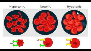 Cytolysis The process used by penicillins to kill bacteria [upl. by Nathalie]