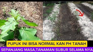 How to Neutralize Soil Ph  Cara Menetralkan Ph Tanah Motivasi174 [upl. by Marmawke]