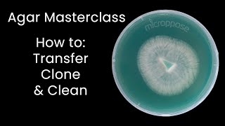 Agar Masterclass How to Transfer Clone and Clean Cultures [upl. by Tenaj]