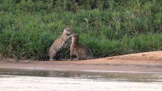 Jaguar Behavior at Pantanal Jaguar Camp in Porto Jofre region [upl. by Nyar337]