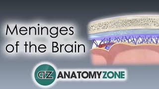 Meninges of the Brain  3D Anatomy Tutorial [upl. by Silvano]