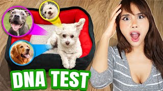 I Did A DNA Test On my DOGSHOCKING [upl. by Essex750]