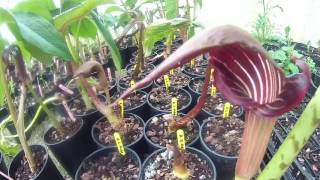 Arisaema speciosum var Magnificum at Big Plant Nursery in West Sussex UK [upl. by Ajad]