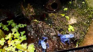 Feeding my Dendrobates azureus [upl. by Godliman]