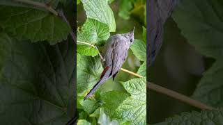 🐥•⁶² 🐈‍⬛ Meow Call of Gray Catbird Dumetella carolinensis  Observed in Description [upl. by Viridissa]