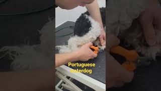 Portuguese water dog [upl. by Hedgcock]