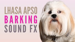 Lhasa Apso Barking Sounds Fixing Lhasa Apso Barking Problems [upl. by Berke994]