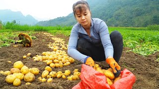 Harvesting 30kg of Potatoes Goes To Market Sell  Grow Vegetables  New Free Bushcraft [upl. by Ardell152]