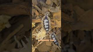 Porcellio expansus quotorangequot [upl. by Holden100]