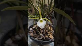 Orquídea Brassavola tuberculata e Cattleya  Laelia purpurata [upl. by Hurlee]