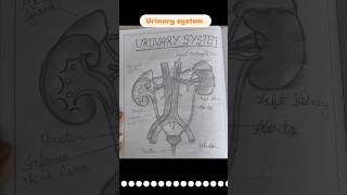 Urinary system  Anatomy and Physiology [upl. by Mcquoid]