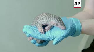 Critically endangered Chinese pangolin born in Prague zoo [upl. by Stanhope]