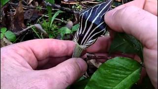 MyNature Apps Identifying JackinthePulpit Arisaema triphyllum [upl. by Childers]