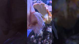 Bubble Tip Anemone ESCAPES [upl. by Nawed]