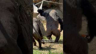 Western Lowland Gorilla  western low land gorilla sandiego zoo safari park california usa [upl. by Hakym691]