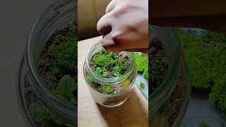 এই প্রথম একটা টেরারিয়াম বানালাম Terrarium making ❤️❤️terrarium plants [upl. by Erb123]