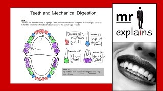 mr i explains Teeth and Mechanical Digestion for IGCSE [upl. by Laeria]