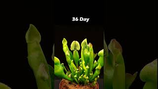 Carnivorous plants  Time lapse [upl. by Bazluke]