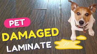 Damaged Laminate Flooring Repair  DIY  How to Fix Water Damaged Laminate Flooring  Pet Pee [upl. by Airalav790]