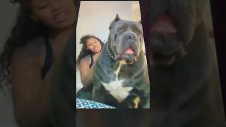 Giant Cane Corso Lapdog funny canecorso puppy dogbreed ytshort pitbull mastiffdog mastiff [upl. by Enetsirhc]