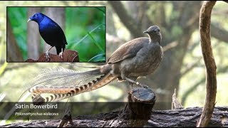 The Superb Lyrebird  Song Breakdown [upl. by Akienat]