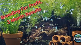 Breeding for Profit results in the Fish Room 3 Months into trial [upl. by Milissent841]