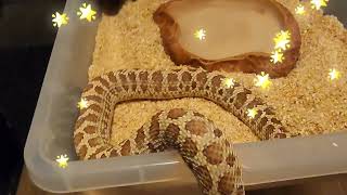 FEEDING HOGNOSE COLLECTION  BIG NEWS [upl. by Rhianna]