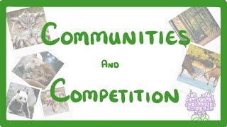 GCSE Biology  Interdependence  Community and Competition 84 [upl. by Aisatna]